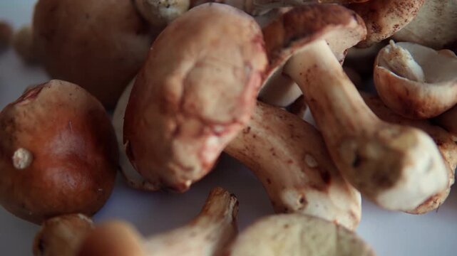 Freshly picked porcini mushrooms on a white background foraged from the forest, ready for cooking a healthy meal