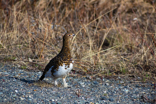 Upright Ptarmigan bird in Denali National Park