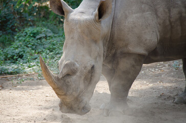 Fototapeta premium rhino