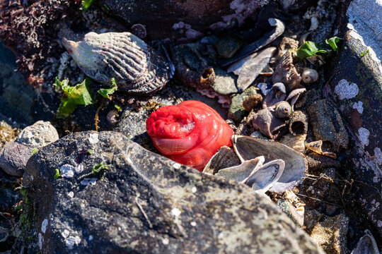 Red beadlet sea anemone tucked among shells in rocky tide pool