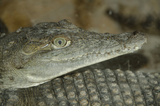 crocodile