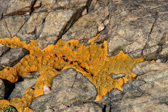 Orange encrusting marine sponge on rugged coastal rocks close up