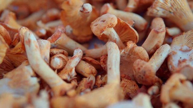 Fresh chanterelle mushrooms on a white background. Close-up video of edible Cantharellus cibarius fungus for vegan cooking