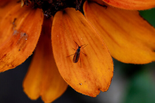 Macro of a Small Insect on Orange Flower Petals