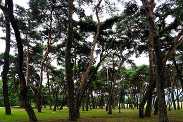Obraz premium Majestic pine tree grove with curving dark trunks on green lawn