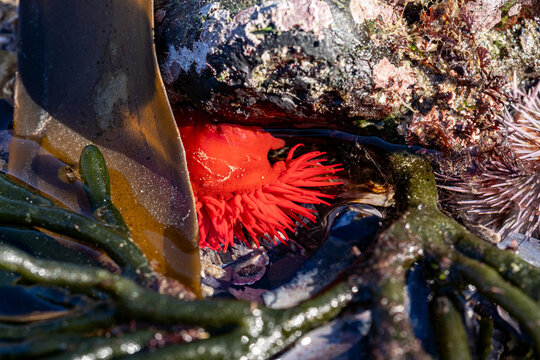 Red beadlet sea anemone under rock ledge with green seaweed close up