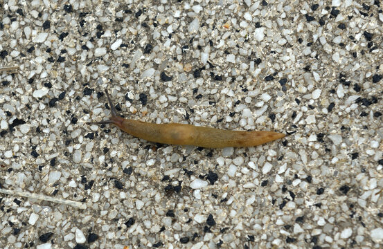 Arion lusitanicus, also known by its common name Portuguese slug, species of air-breathing land slug, terrestrial pulmonate gastropod mollusk in family Arionidae