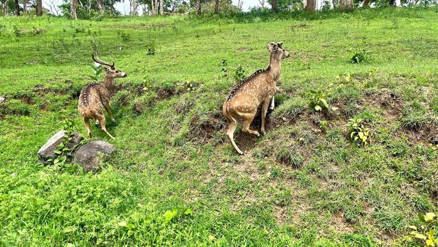 Pair of spotted deer standing in lush green forest grassland, with one antlered stag and one deer looking alert, capturing peaceful wildlife behavior, natural habitat and safari nature scene.
