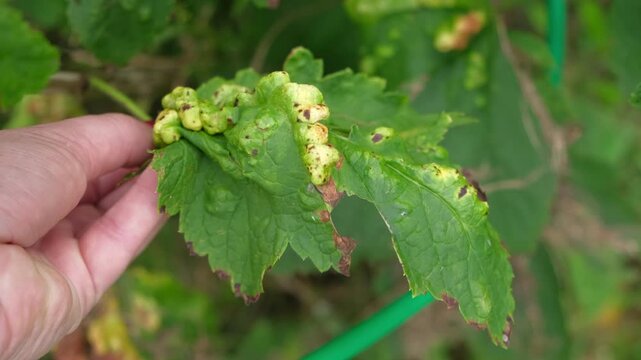 Close up of gardener hand holding currant leaf damaged by gall aphid pest. Infested Ribes bush plant with blister galls in summer garden. Plant pathology, crop protection and horticulture concept. 4K