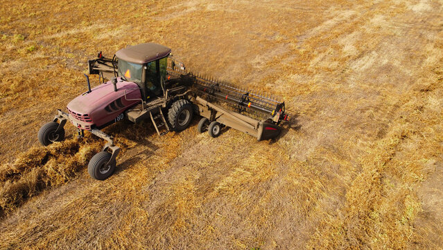 An aerial drone photograph capturing a self-propelled windrower swather operating across a vast, golden agricultural field