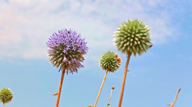 Thistle heads in various stages of bloom stand tall against a clear sky