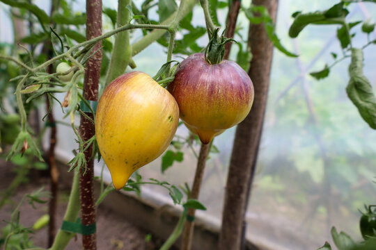 Two unusual exotic heart-shaped tomatoes with purple and yellow coloring ripen on a branch. A rare tomato variety with distinctive pointed tips grows inside a protected greenhouse environment. 