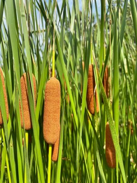 Cattail plants with brown seed heads and green leaves