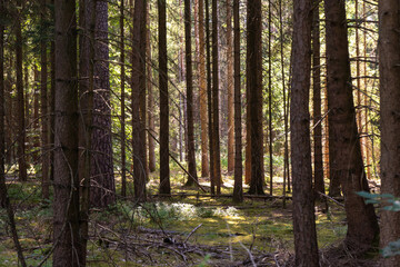 Fototapeta premium Sunlight Between Tall Trees in a Dense Forest
