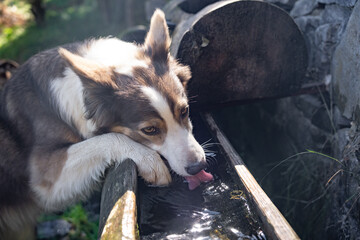 Obraz premium Dog border collie drinking over a rustic wooden trough and lapping water from the basin during a warm outdoor walk.