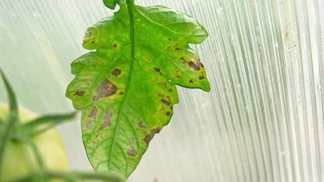 Macro of tomato leaf infected with late blight fungal disease in greenhouse. Phytophthora infestans spots on plant foliage in local hothouse. Crop protection, agronomy and agriculture concept. Real 4K