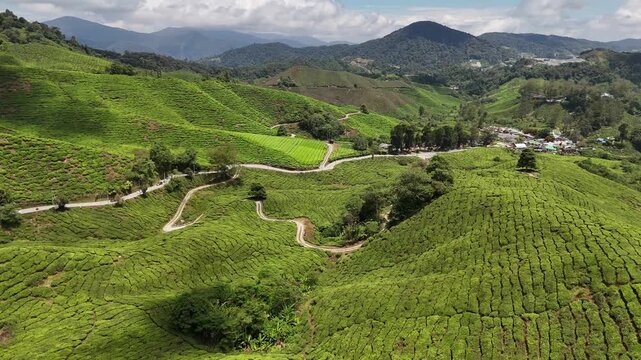 Cameron Highlands Tea Fields, Malaysia, 4k 30fps aerial footage, 1 inch sensor drone