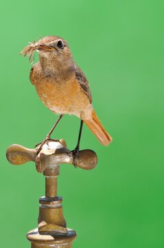 Bird and faucet.