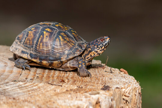 turtle on a tree