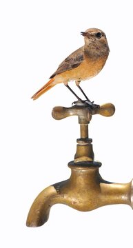 Bird and faucet.