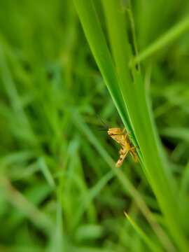 An extreme close-up of a grasshopper perched on tall grass,herbivorous insect from the suborder Caelifera.
