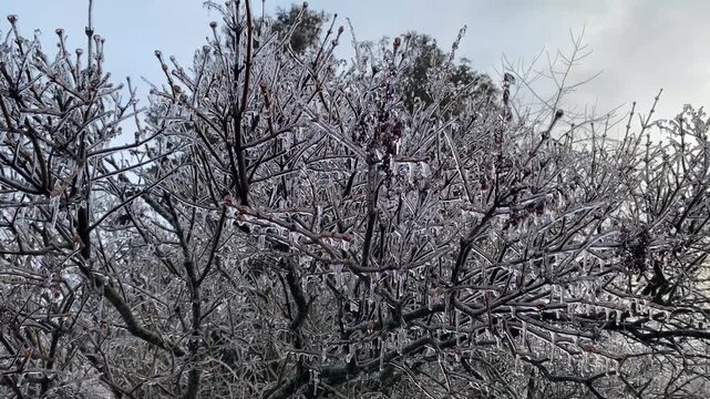 Ice-covered branches of a lilac tree swaying gently in the breeze after a winter freezing rain storm.