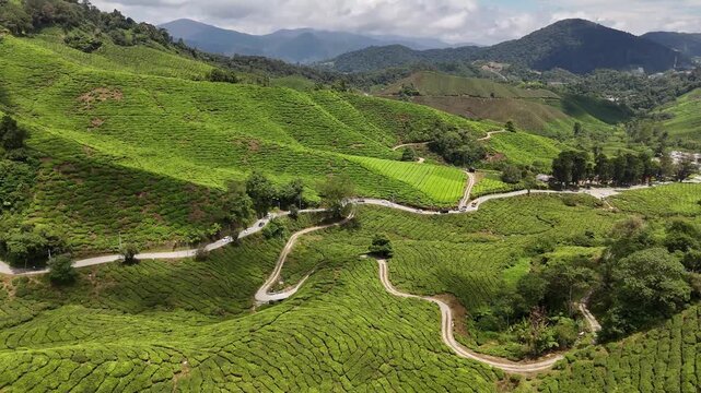 Cameron Highlands Tea Fields, Malaysia, 4k 30fps aerial footage, 1 inch sensor drone
