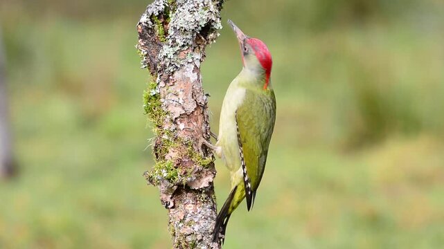 Iberian green woodpecker perched on a branch.