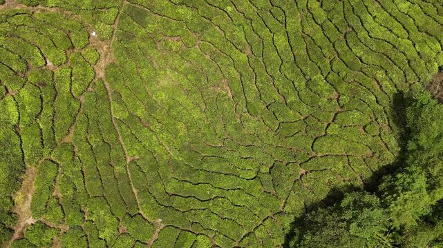 Cameron Highlands Tea Fields, Malaysia, 4k 30fps aerial footage, 1 inch sensor drone