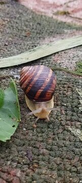 Close-up front view of a garden snail with a striped spiral shell crawling slowly on a rough textured surface near a green leaf. Nature, wildlife, slow motion, macro biodiversity, and environmental