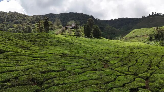 Cameron Highlands Tea Fields, Malaysia, 4k 30fps aerial footage, 1 inch sensor drone