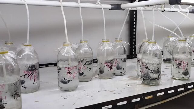 Seaweed tissue culture research in aerated lab flasks, micropropagation of red macroalgae Gracilaria in laboratory laboratory glass bottles