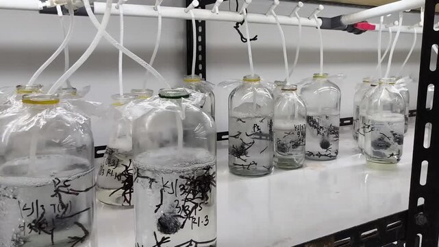 Seaweed tissue culture research in aerated lab flasks, micropropagation of red macroalgae Gracilaria in laboratory laboratory glass bottles