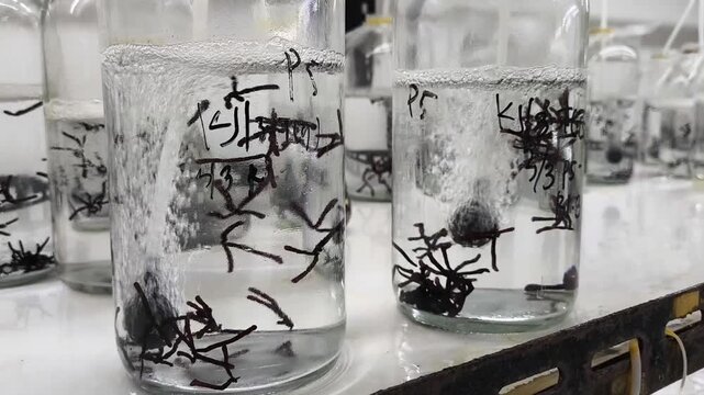 Seaweed tissue culture research in aerated lab flasks, micropropagation of red macroalgae Gracilaria in laboratory laboratory glass bottles