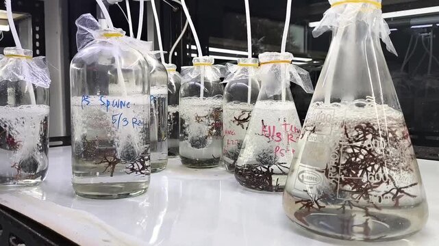 Seaweed tissue culture research in aerated lab flasks, micropropagation of red macroalgae Gracilaria in laboratory laboratory glass bottles