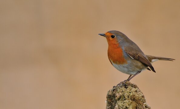 Robin, erithacus rubecula on a stone with moss.