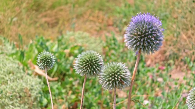 Thistle blooms stand tall in wild meadow