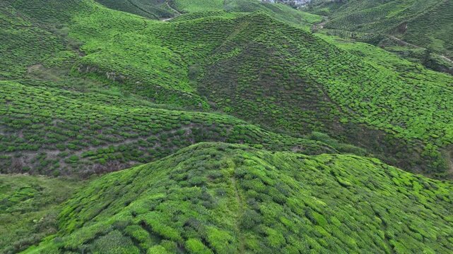 Cameron Highlands Tea Fields, Malaysia, 4k 30fps aerial footage, 1 inch sensor drone