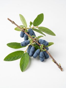 A branch of edible blue honeyberries clustered among soft green fuzzy leaves photographed on a clean white background, showcasing this elongated superfood variety of honeysuckle prized for its sweet