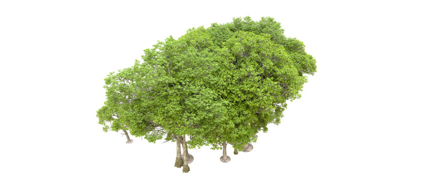 Isolated banyan tree with aerial roots on a transparent background showcasing lush green foliage and intricate branch structure