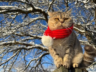 Cat in a red knitted scarf looks at a winter garden © OLENA LIALINA