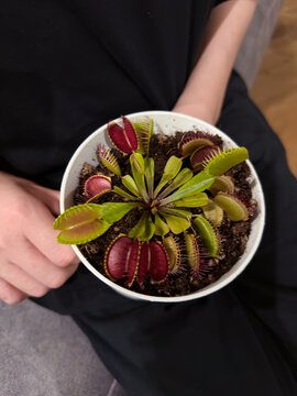  Venus flytrap in a white pot being held, showcasing its vibrant red and green leaves. The distinct lobes and sensitive hairs are visible, highlighting its unique carnivorous nature.