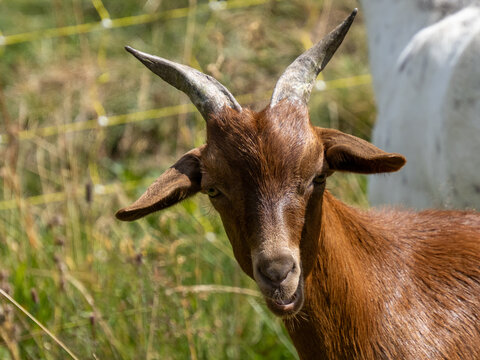 chevreau chamois&eacute; regardant l'objectif avec ses petites cornes