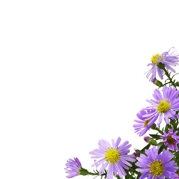 Flowers of purple aster amellus in a corner arrangement isolated on white or transparent background