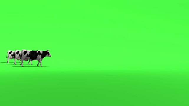 A large herd of cows walking across green screen