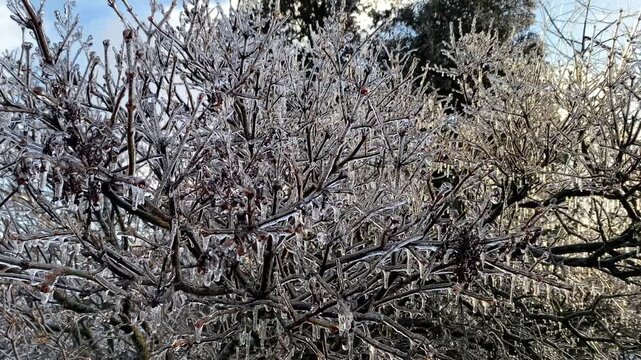 Ice-covered branches of a lilac tree swaying gently in the breeze after a winter freezing rain storm.