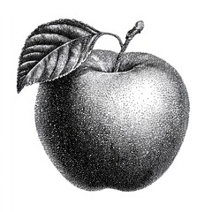 Obraz premium Vintage apple illustration with detailed shading.