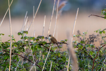 Fototapeta premium Sedge warbler on a bramble stem in golden light