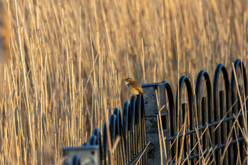 Fototapeta premium Sedge warbler on railings beside a reedbed