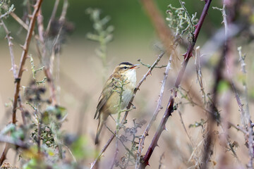 Fototapeta premium Sedge warbler singing among lichen-covered briars